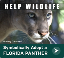 Help Wildlife. Symbolically adopt a Florida panther today!